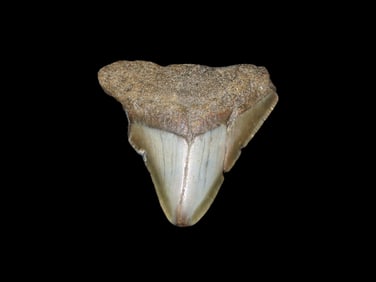 Large Megalodon Shark Tooth, 2.5-23 Million Year Old Fossil found off the coast of the Carolinas. No