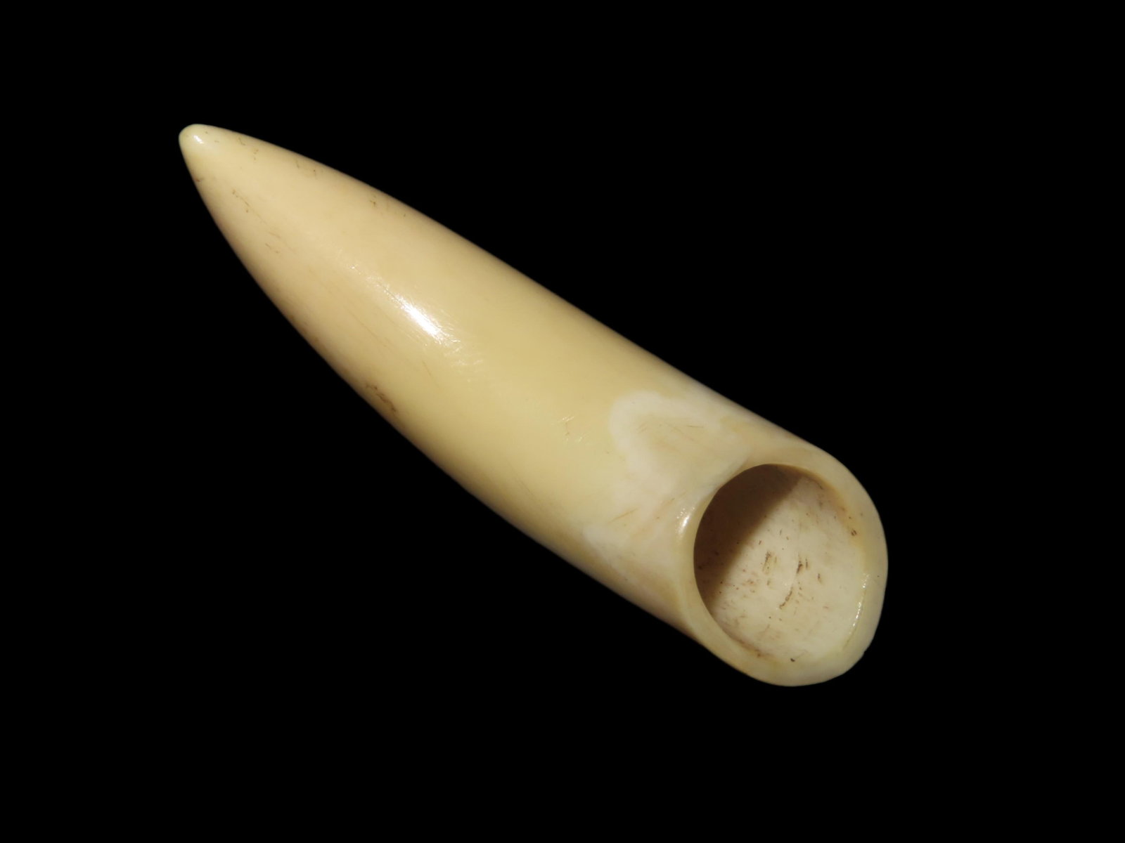 Interesting Cut & highly Polished Tooth, pendant, Charm, Artifact. Hollow: Interesting Cut & highly Polished Tooth, pendant, Charm, Artifact. Hollow