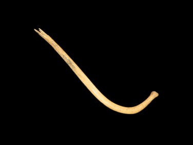 Raccoon Baculum / Penis Bone Awl, Tool, Pendant, Charm. Duffy Site, Gallatin County Illinois