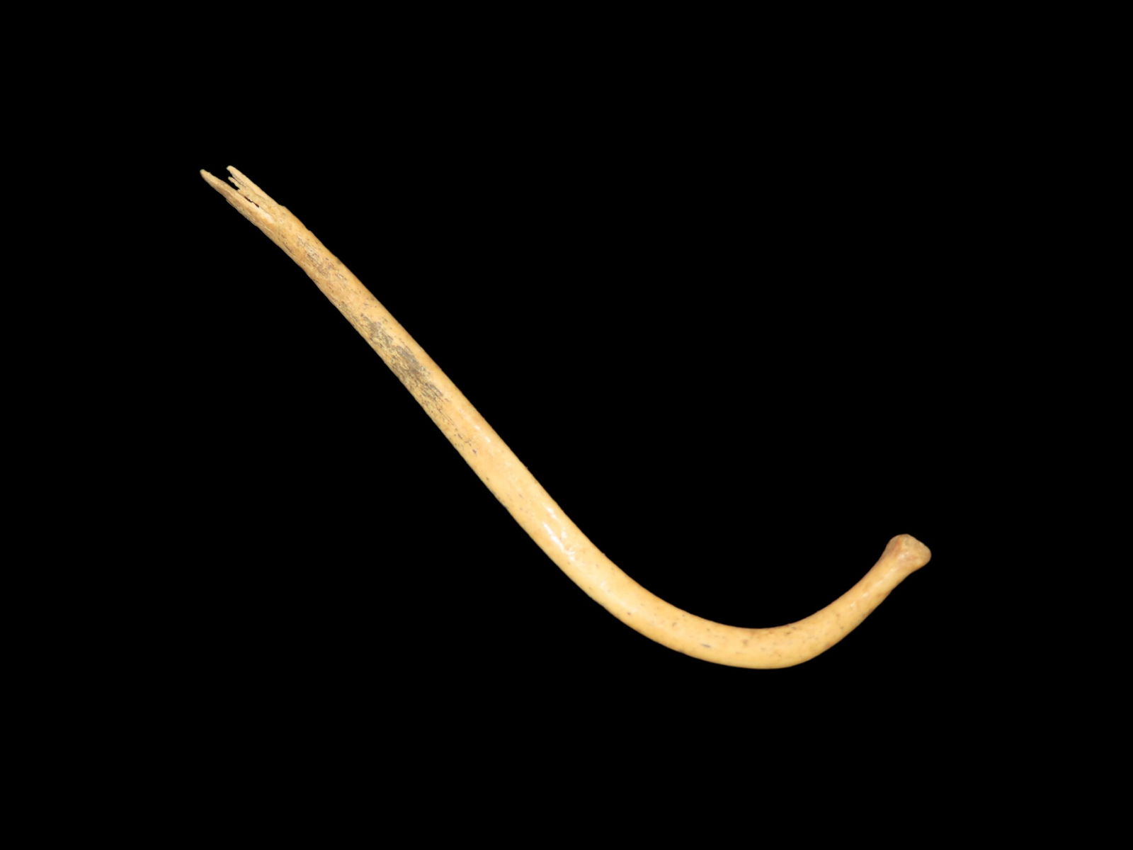 Raccoon Baculum / Penis Bone Awl, Tool, Pendant, Charm. Duffy Site, Gallatin County Illinois: Raccoon Baculum / Penis Bone Awl, Tool, Pendant, Charm. Duffy Site, Gallatin County Illinois