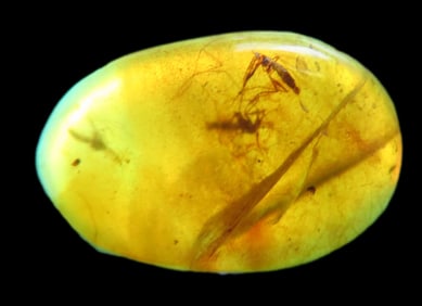 Fossil Amber with 3 Encased Insect, Nice Large Specimen with Easily Visible Bugs. Close Up Pics of