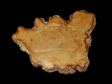 Large Colorful Polished Slab of Petrified Wood. Fully Polished on Both Sides, Beautiful Colorful