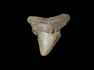 Large Megalodon Shark Tooth, 2.5-23 Million Year Old Fossil found off the coast of the Carolinas. No