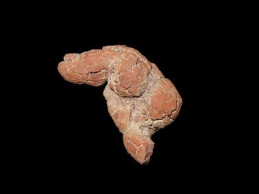 Large Dinosaur Poop Fossil, Coprolite, Appr. 100 Million Years old Fossilized Dino Dung, Great Well