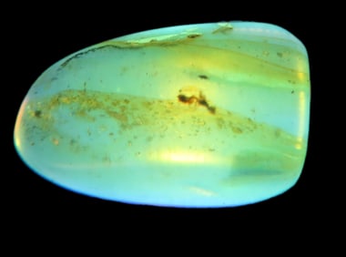 Fossil Amber with Encased Insect, Nice Large Specimen with Easily Visible Bug. Close Up Pics of the