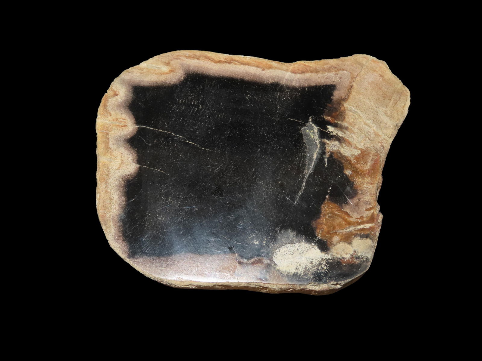 Large Colorful Polished Slab of Petrified Wood. Fully Polished on Both Sides, Beautiful Colorful (1 of 4)