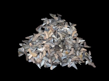 Lot of 200 Sharks Teeth found in Florida with Identification Card. Sand Shark, Tiger Shark, Lemon