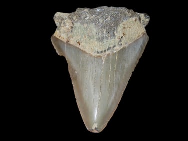 2 1/2" Fossilized Megalodon Shark Tooth, South Carolina