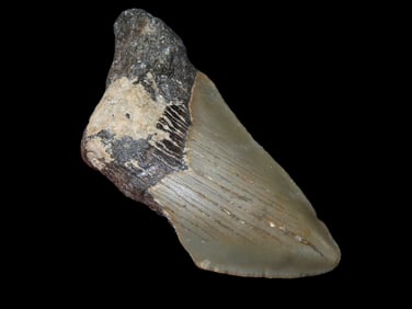 3" Fossilized Megalodon Shark Tooth, South Carolina