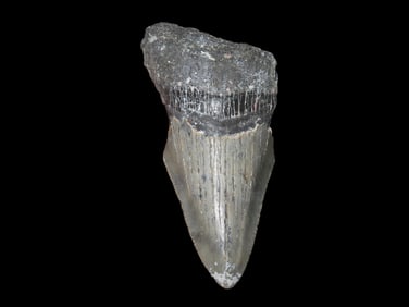 3" Fossilized Megalodon Shark Tooth, South Carolina