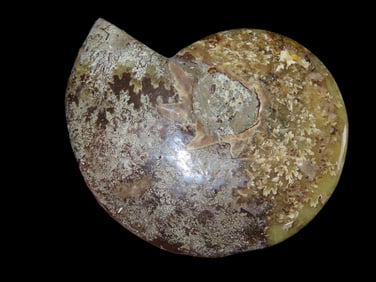 4" Polished Ammonite Nicely Polished