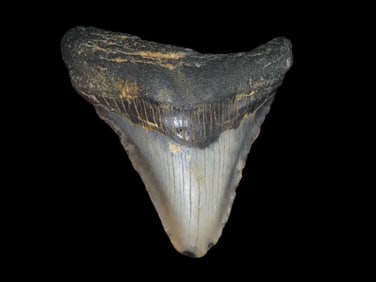 3 7/16" Megalodon Fossilized Shark Tooth, South Carolina