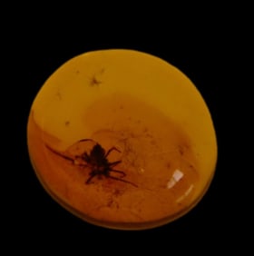 Baltic Amber containing Insect, with Card, 47-49 millions years old