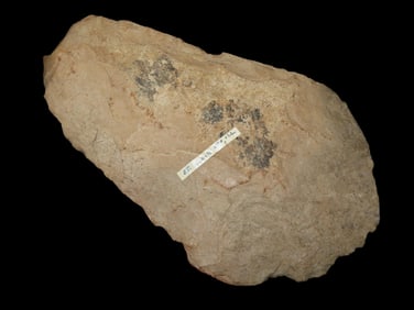 7 3/4" Mississippian Spade, Mill Creek Chert. Nice Use Wear., St. Clair Co., IL