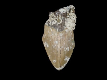 2 7/8" Fossilized Megalodon Shark Tooth