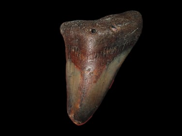 3 5/16" Fossilized Megalodon Shark Tooth