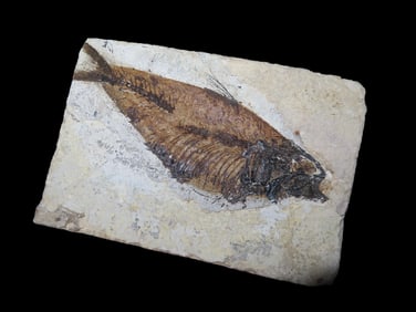 5 3/8" X 3 3/4" Knights Fish Fossil, Green River, WY