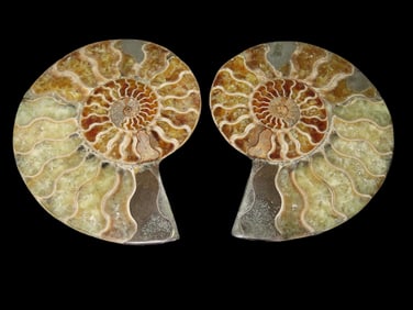 4 3/8" Very Colorful Sliced Ammonites, Madagascar