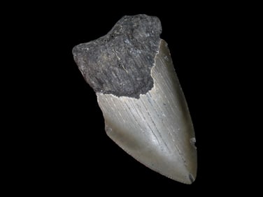 3 3/8" Fossilized Megalodon Shark Tooth, FL