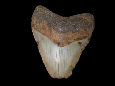 2 7/8" Fossilized Megalodon Shark Tooth, FL