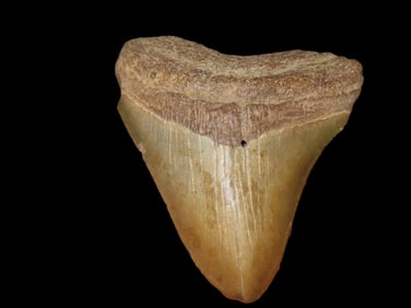 3 13/16" Fossilized Megalodon Shark Tooth, SC