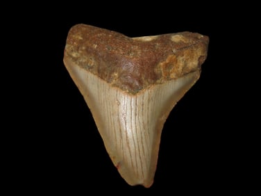 2 3/4" Fossilized Megalodon Shark Tooth, FL