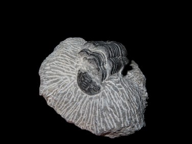 2 1/2" Proteus Trilobite Devonian (350-400 Million Years Old)