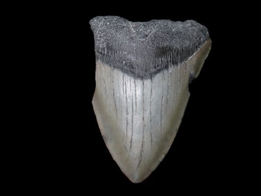 3 1/16" Fossilized Megalodon Shark Tooth, FL