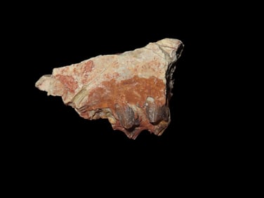 1 3/4" Fossilized Mammal Tooth/Jaw Bone Cretaceous Period 65/66 Million Years Old