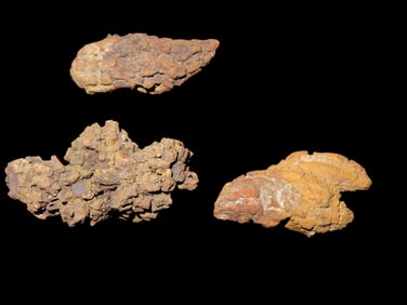 Lot of Coprolite fossil, 100 Million Years Old, Madagascar, Dinosaur Poop / Dung