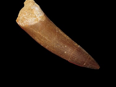2 3/4" Spinosaurus Tooth, Fossilized Pterosaur, Morocco