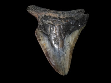 3 5/8" Fossilized Megalodon Shark Tooth, FL