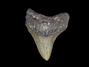2 3/4" Fossilized Megalodon Shark Tooth, FL