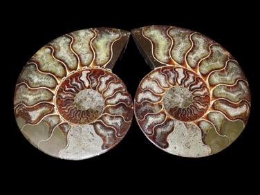 4 1/2" Sliced Ammonites from Madagascar