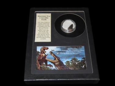 8X6" Frame with Info. Dinosaur Era Crocodile Tooth