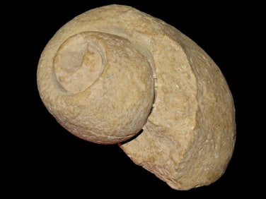 4 3/4" Fossilized Shell Late Cretaceous Period