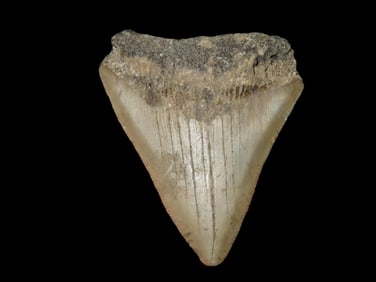 2 3/4" Fossilized Shark Tooth Megalodon, SC