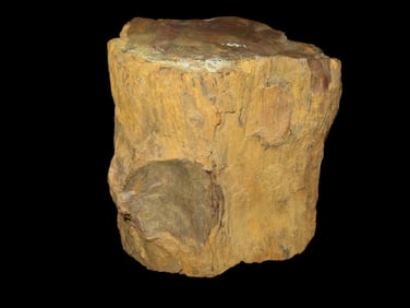 6 1/2" X 6/14" Chunk of Petrified Wood from Dakotas