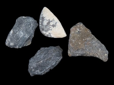 Collection of fossil whale bone found off the coast of Florida, Millions of years old