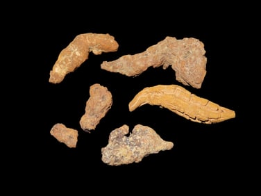 Lot of Coprolite (Dinosaur dung) fossil, 100 Million Years Old, Madagascar