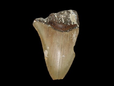 2 5/8" Fossilized Megalodon Shark Tooth, NC