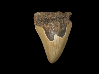 3 1/8" Fossilized Megalodon Shark Tooth, SC