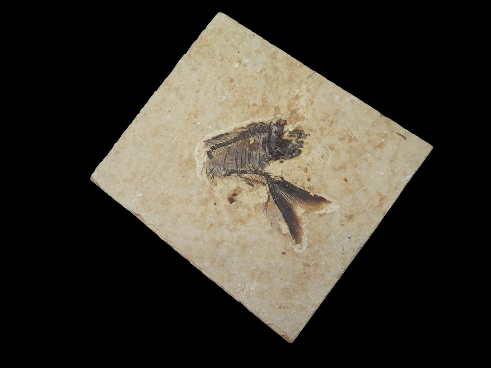 3 3/4" X 4 1/2" Knightia Fish Fossil Green River Formation, 53.5-48.5 Millions Years Old, WY (1 of 3)