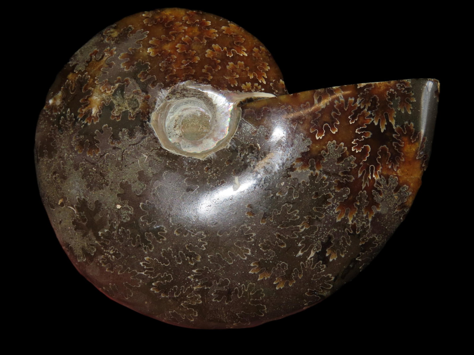 3 7/8" 262 grams Dino Era Nicely Polished Ammonite: 3 7/8" 262 grams Dino Era Nicely Polished Ammonite