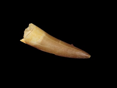 Fossil 1 5/8" Spinosaurus Tooth, 100 Million Years Old