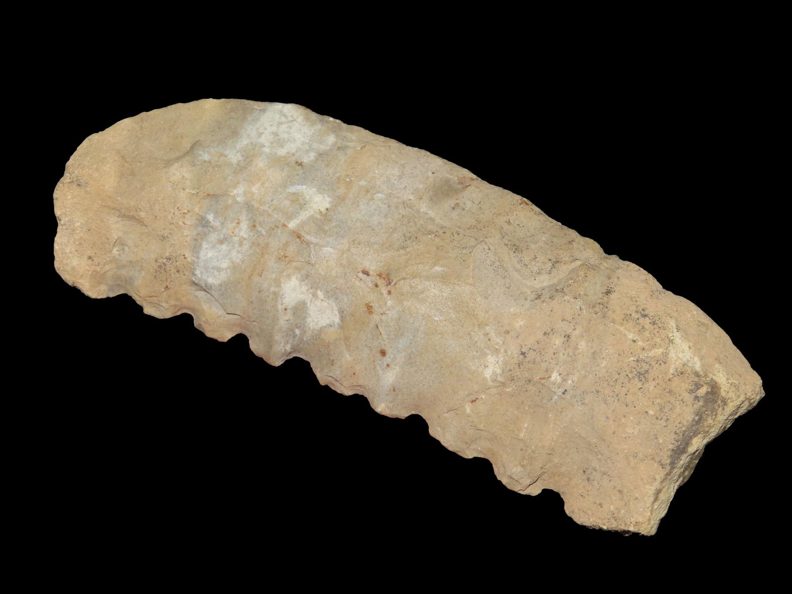 Rare 5 1/2" Archaic Saw Motley COA, EX Paul Scully, Lincoln Co., MO (1 of 9)