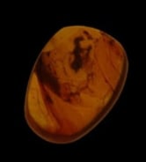 Fossil Burma Amber with Insect and Card 100-90 Million Years Old