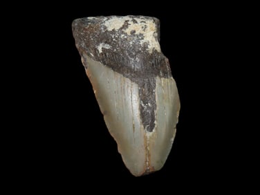 2 15/16" Fossilized Megalodon Shark Tooth, SC