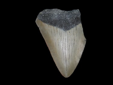 3" Fossilized Megalodon Shark Tooth