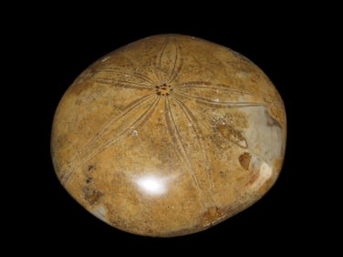 3 1/2" Sea Urchin Starfish Jurassic Period, 160 Million Years Old
